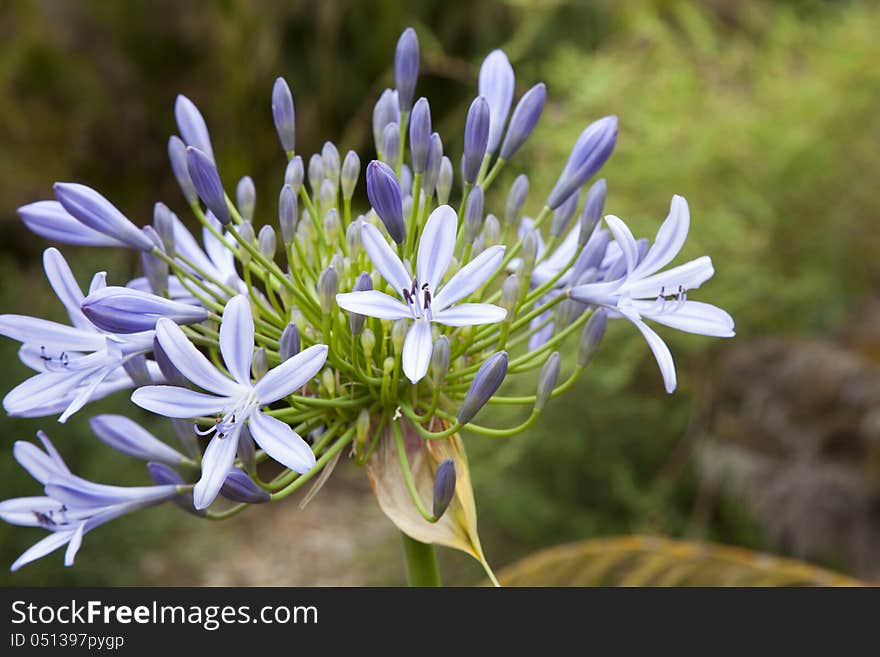 An almost fullframe shot of the blue angapanthus carefully positioned on the lefthand side of the landscape layout. An almost fullframe shot of the blue angapanthus carefully positioned on the lefthand side of the landscape layout