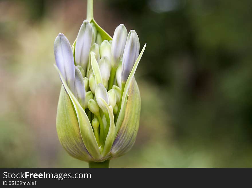 Macro shot of an opening Blue angapanthus flower photographicallly perfectly positioned one third towards the left of a landscape layout. Macro shot of an opening Blue angapanthus flower photographicallly perfectly positioned one third towards the left of a landscape layout