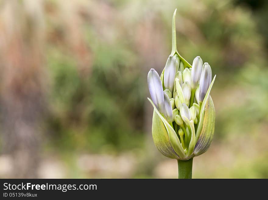 Blue angapanthus flower photographicallly perfectly positioned one third towards the right of a landscape layout. Blue angapanthus flower photographicallly perfectly positioned one third towards the right of a landscape layout