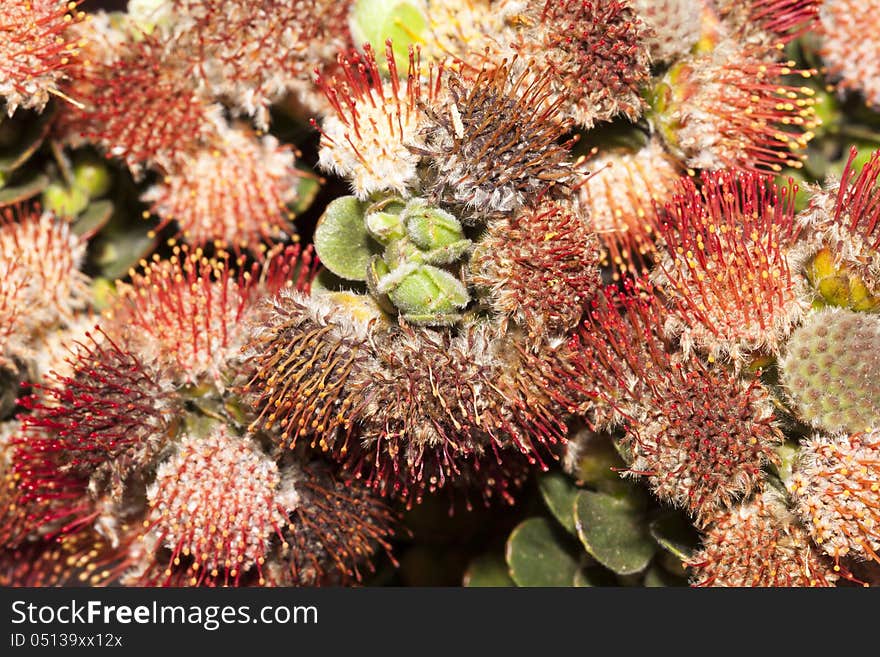 Macro shot of the Oval-leave Proteas also referred to as the Patrysbos in the Afrikaans language. Macro shot of the Oval-leave Proteas also referred to as the Patrysbos in the Afrikaans language