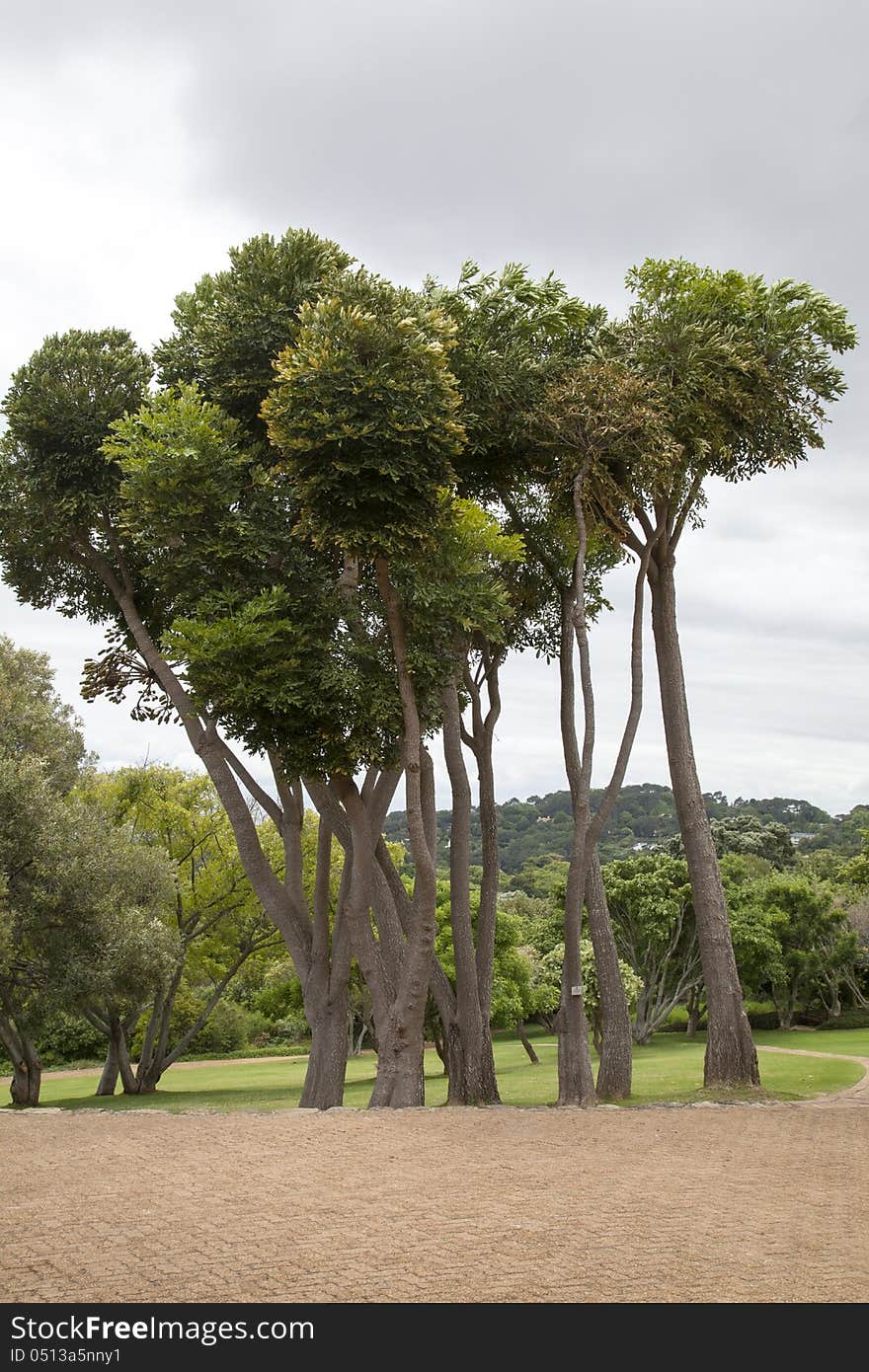 A set of close growing trees posing for an imaculate picture in the Kirstenbosh botanical gardens. A set of close growing trees posing for an imaculate picture in the Kirstenbosh botanical gardens