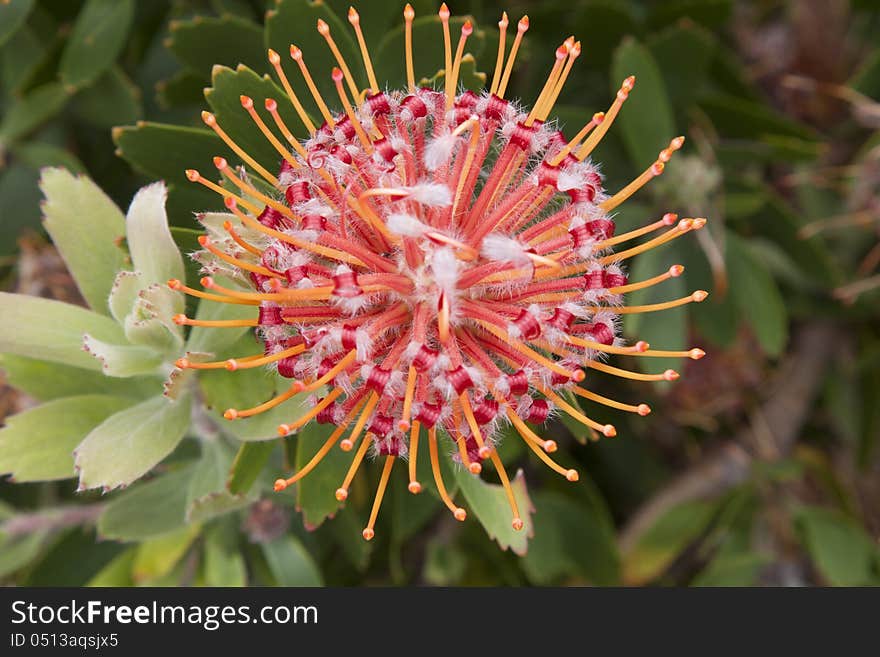 Centrally positioned macro shot of a Red Ribbon Pin Cushion protea wit exellent detail evident. Centrally positioned macro shot of a Red Ribbon Pin Cushion protea wit exellent detail evident