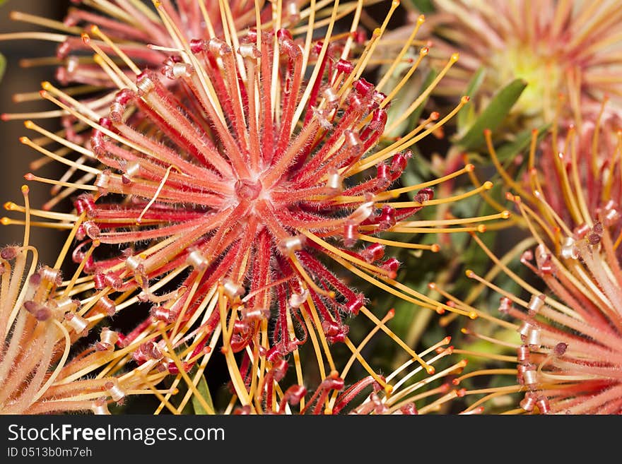 The orange and red Ribbon Pincuschion Protea flowers as photographed in South Africa