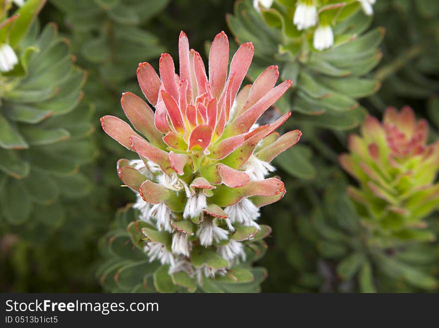 Macro Image of the Rooistompie protea with its cottonlike feathers