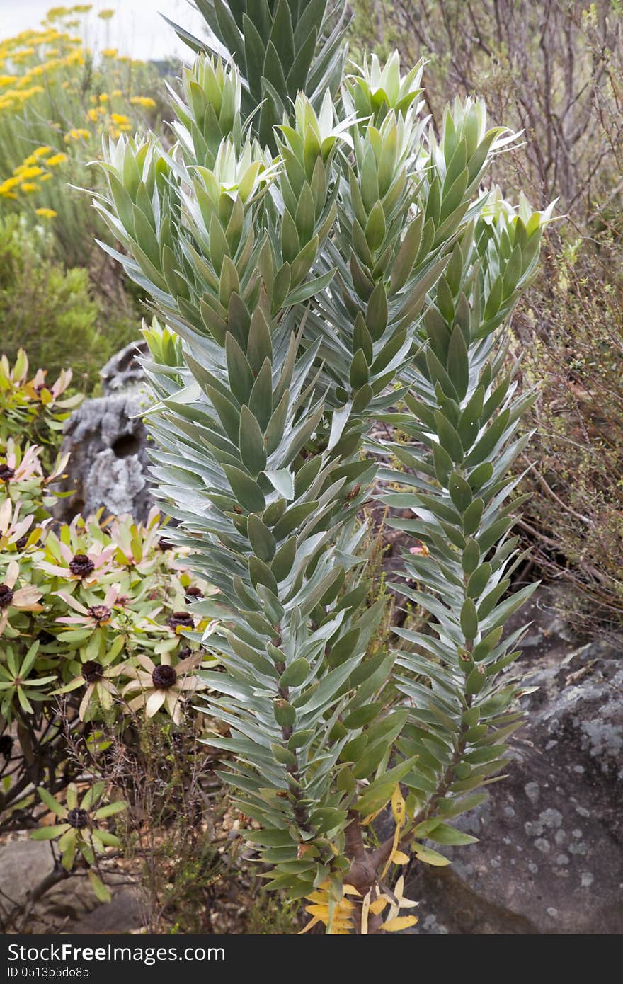 Silver Protea