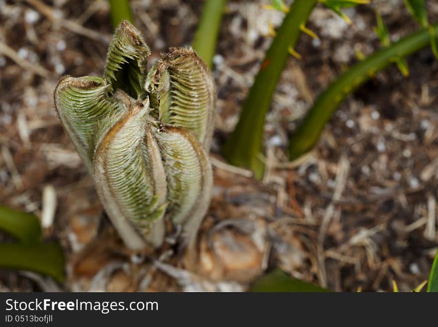 A young cycad pushing new leaves from the centre of its cone