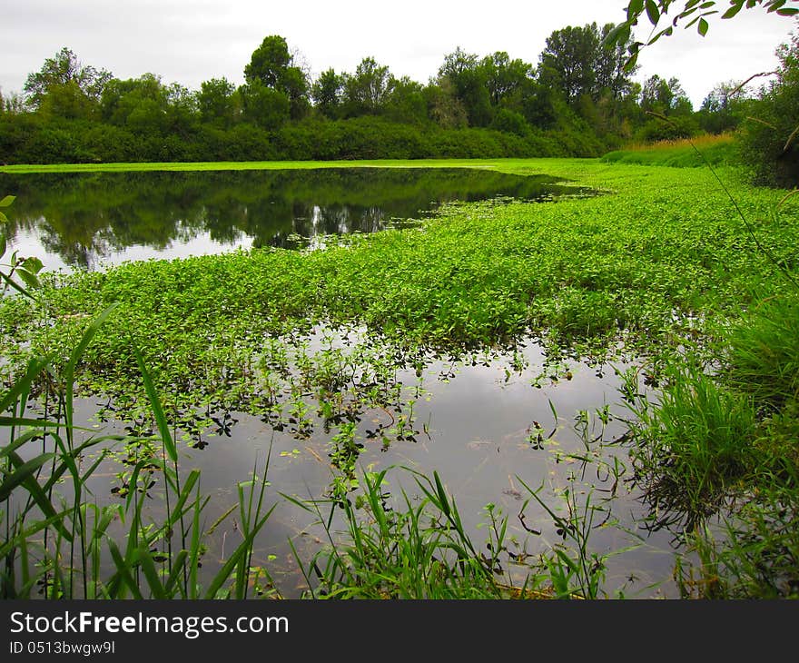 Green Marsh Land in Forest