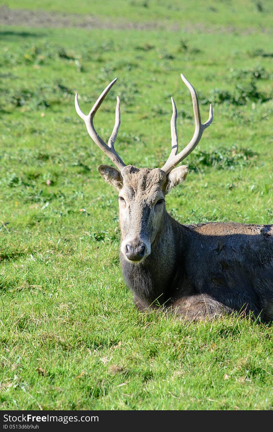 Pere David's Deer also know as Father David Deer. Pere David's Deer also know as Father David Deer