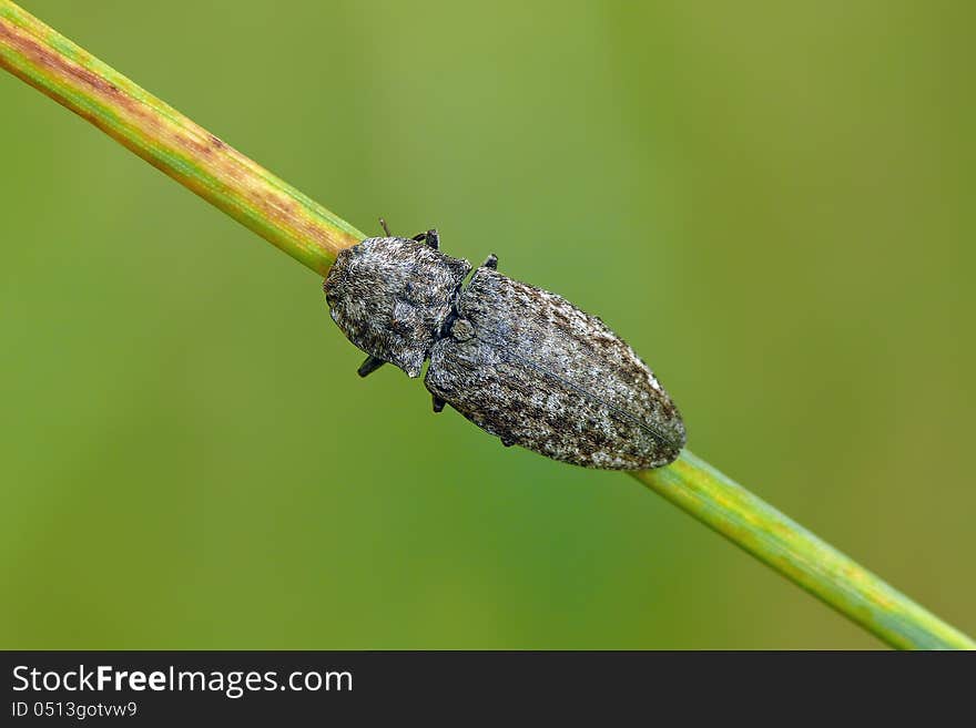 Click beetle