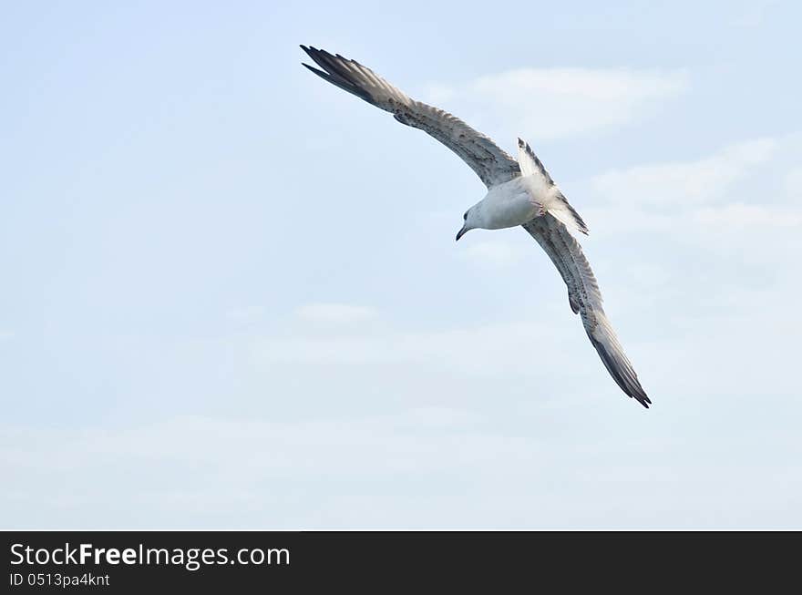 The picture of seagull flying over the sea. It flies away.