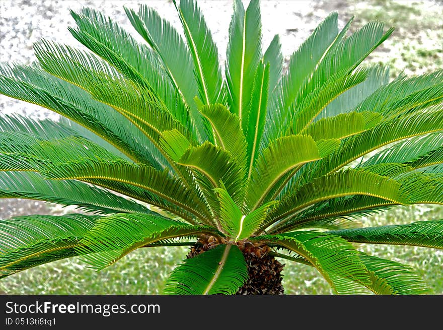 Palm tree, tropical climate, color image, small palm, green leaf