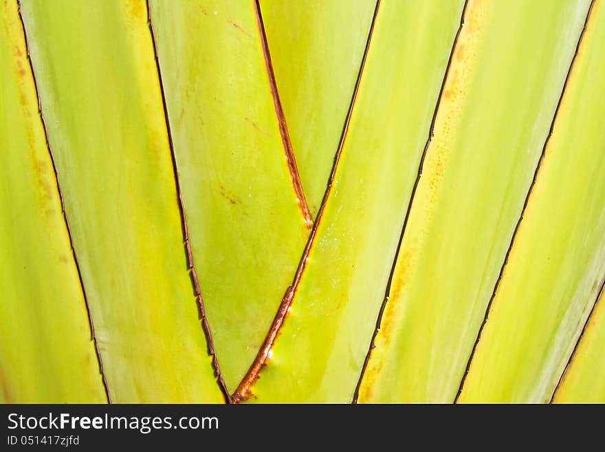 Line on green leaf of traveler's palm background