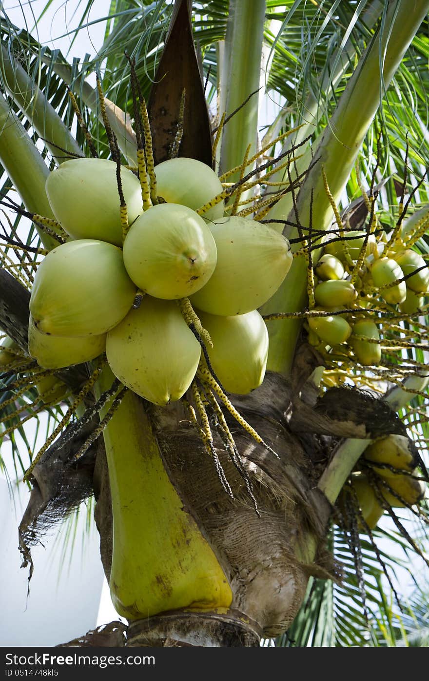 Close view of coconut fruits found in tropical areas