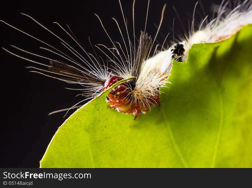 Strange caterpillar with many venomous spines eating green leaf