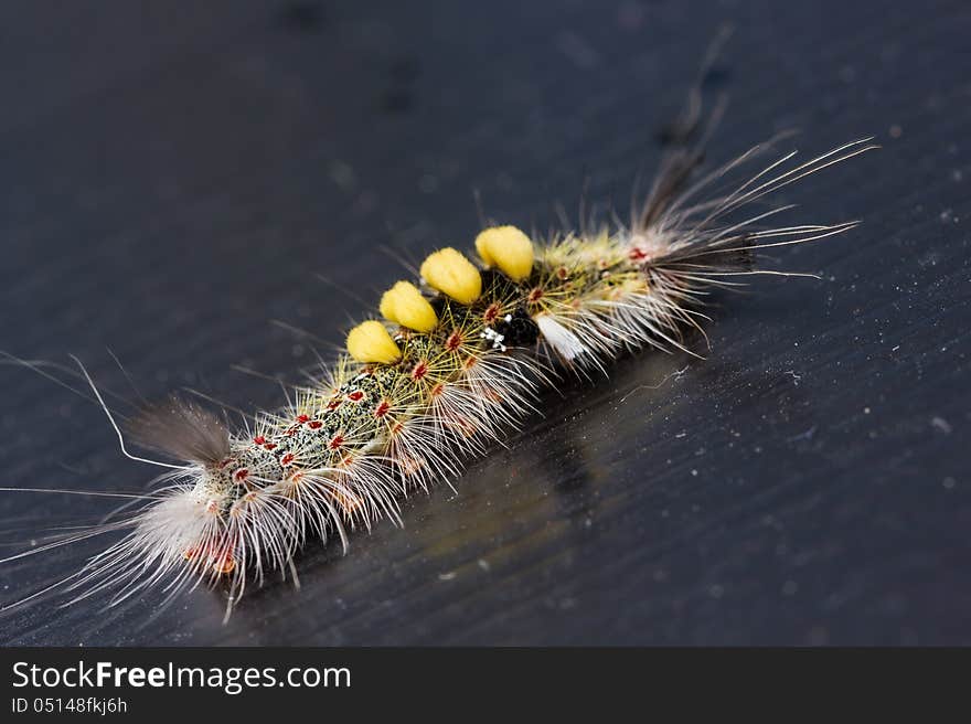 Strange caterpillar with many venomous spines