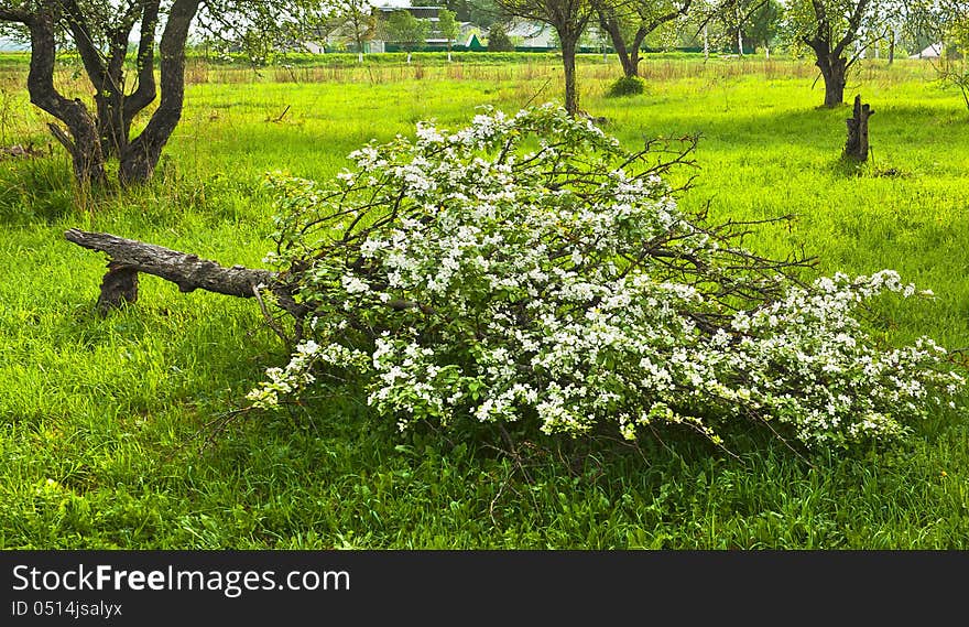 Apple tree fallen in winter blossoms in spring. Apple tree fallen in winter blossoms in spring