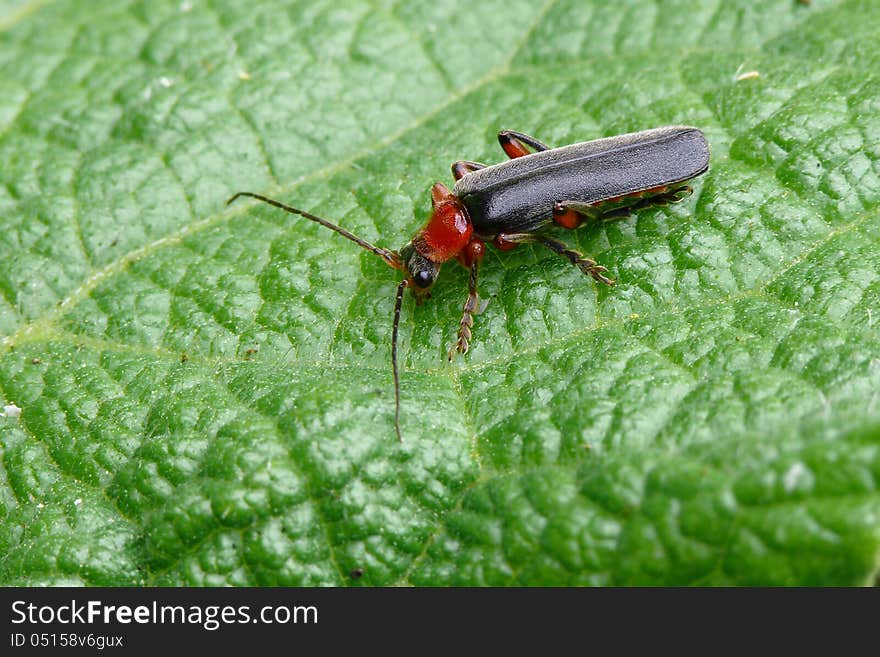 Soldier Beetle