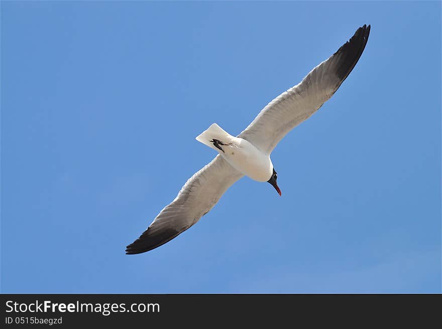 A gull is flying free in the blue sky. A gull is flying free in the blue sky