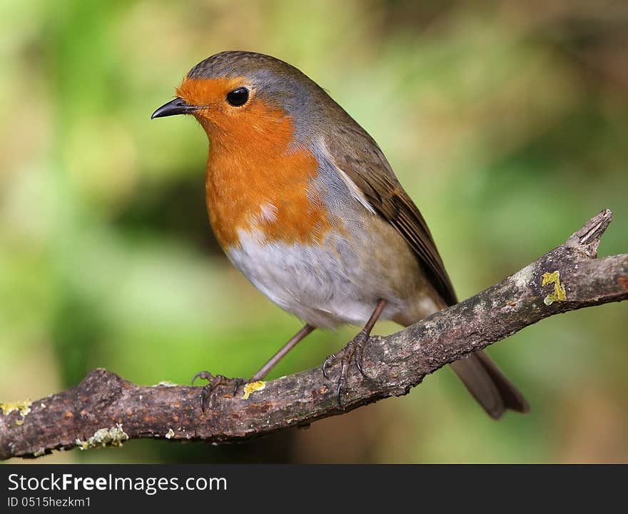 Close up of a Robin