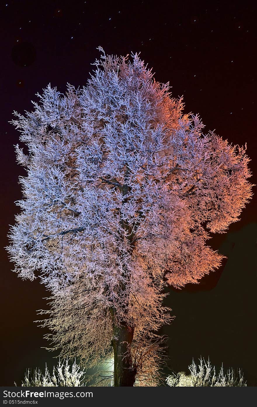 Tree in frost at night illuminated by a street lamp on the starry sky