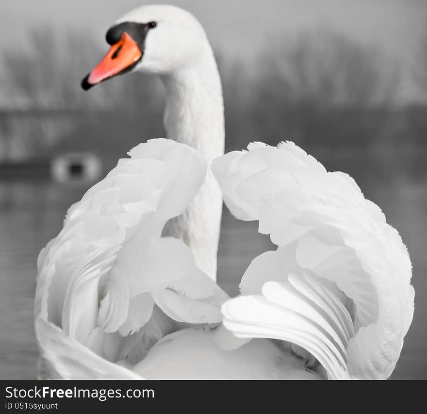 Mute Swan portrait