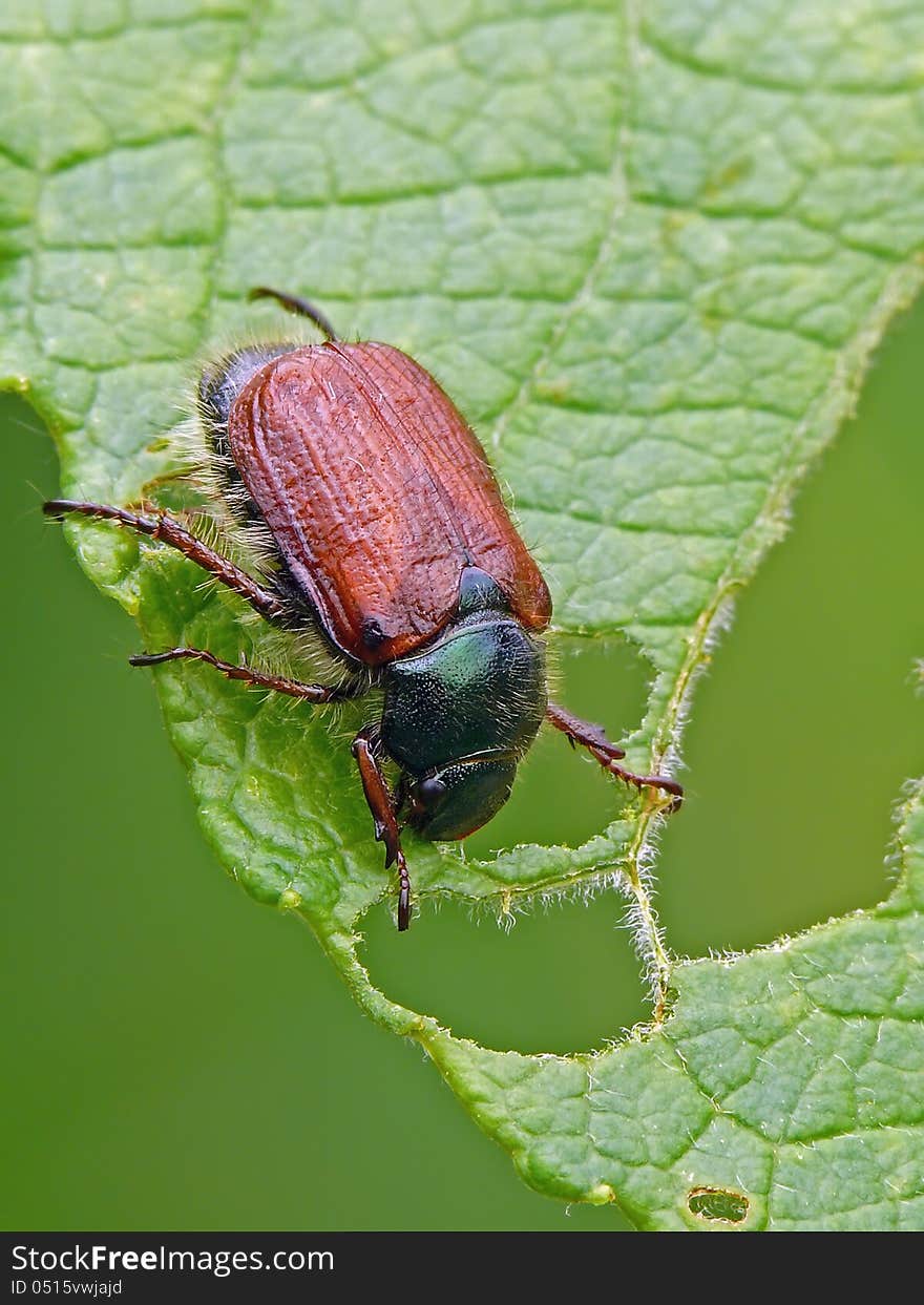 Chafer