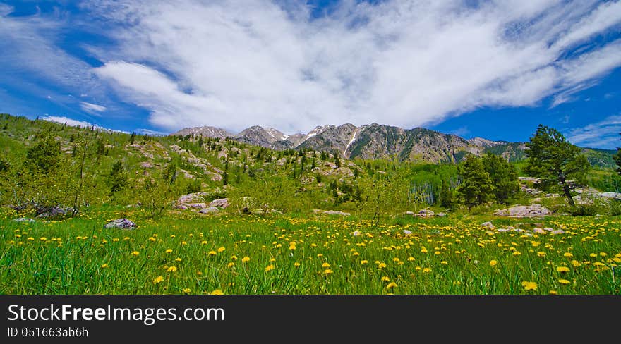 Grass Pasture in the San Juan Mountains in Colorado