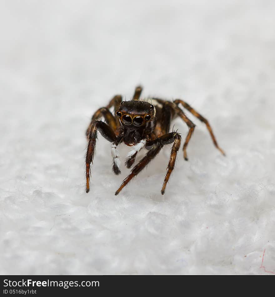 Male Hasarius Adansoni jumping spider on white background