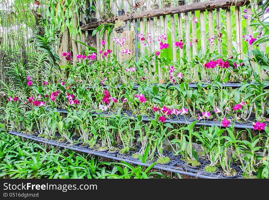 Various set of orchids in nursery of garden, Thailand