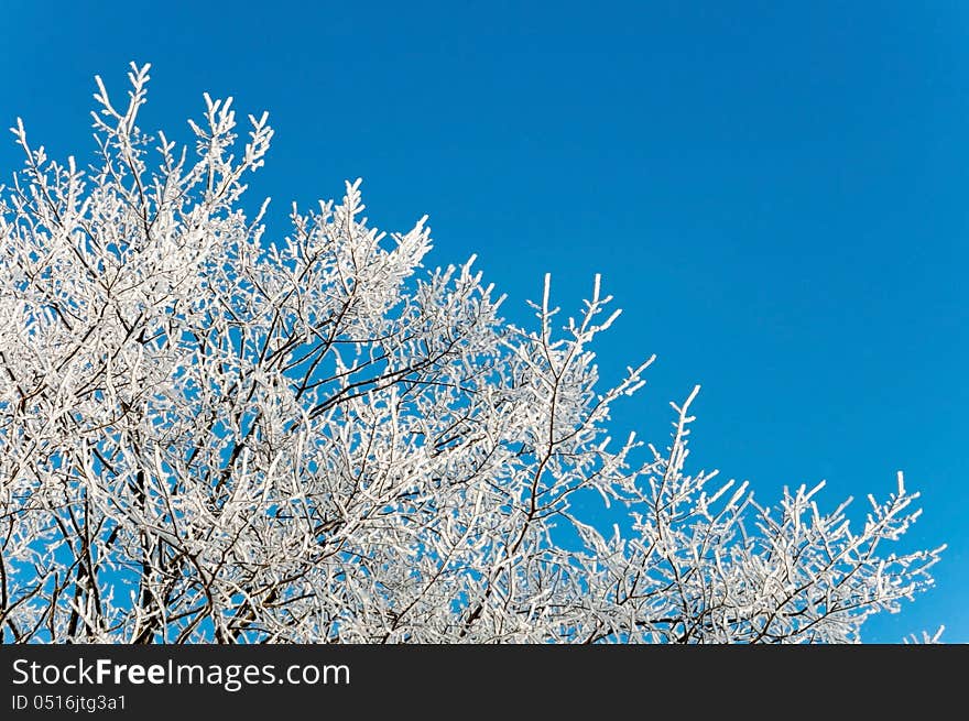 Branches of a tree in frost