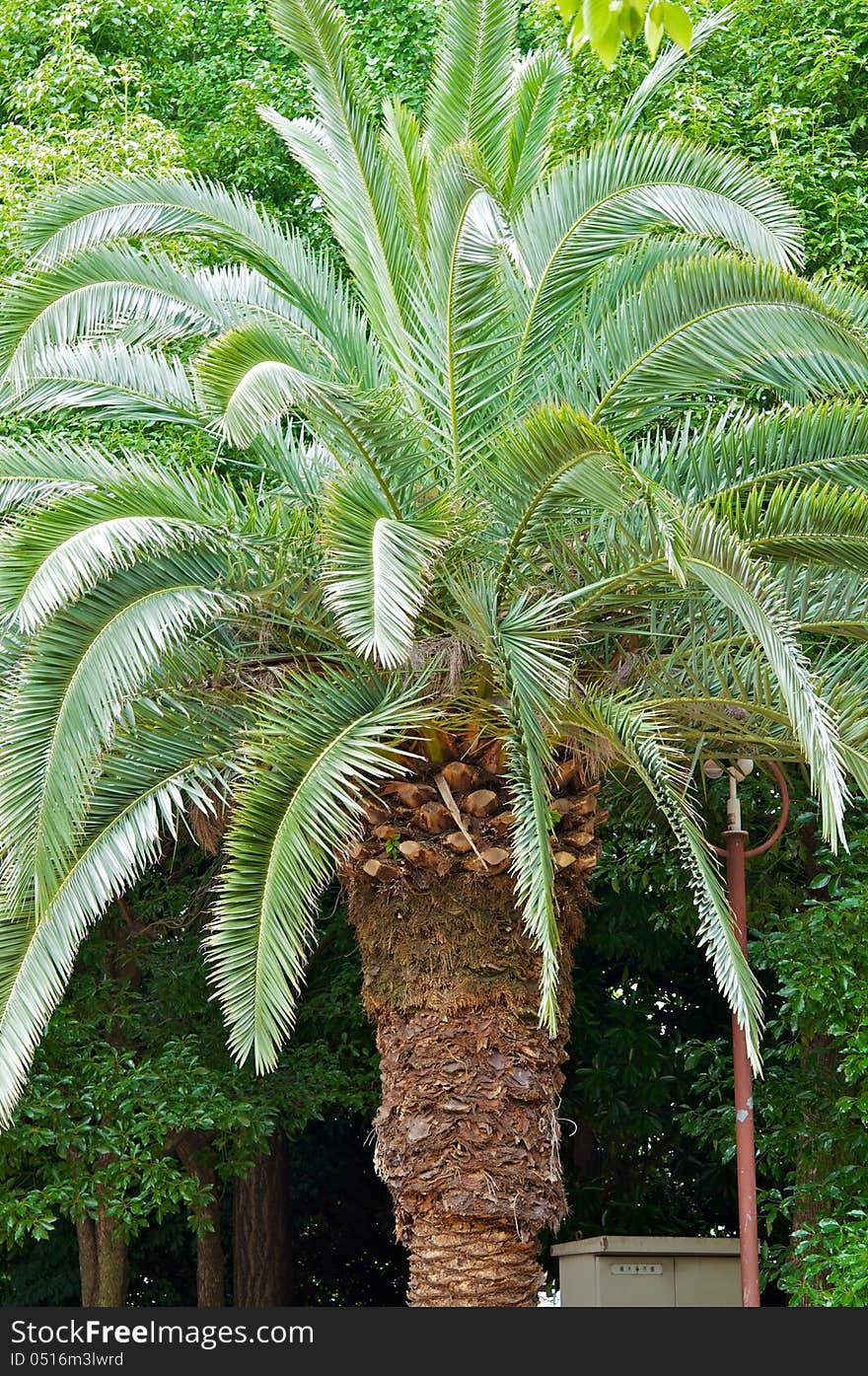 Palm tree, tropical climate, color image, small palm, green leaf