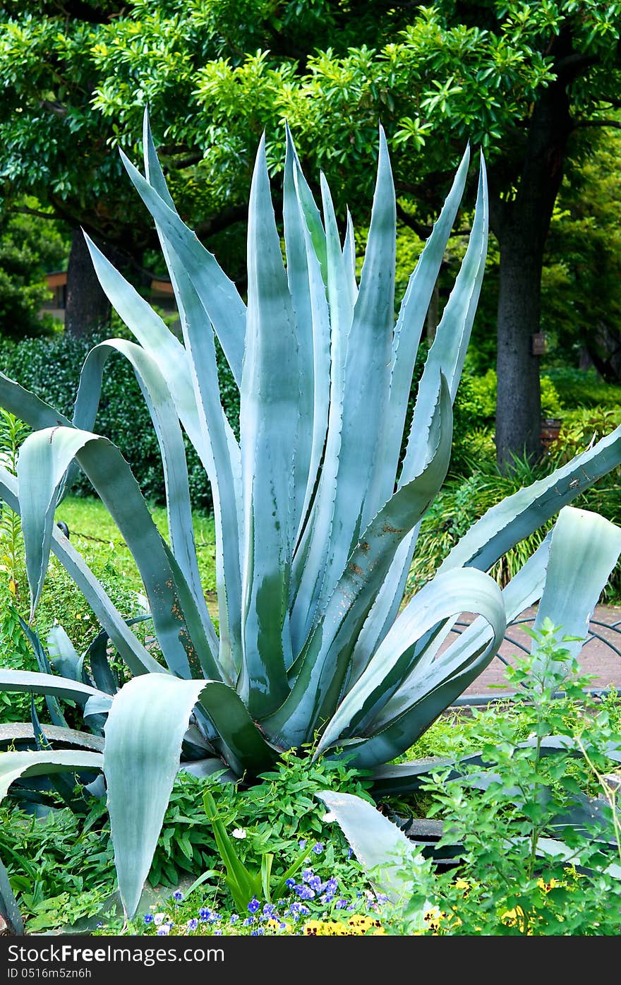 Tropical plant, century plant, fleshy leaves, ornamental plant, variegated forms, slow mature, for tequila production, flora of mexico. Tropical plant, century plant, fleshy leaves, ornamental plant, variegated forms, slow mature, for tequila production, flora of mexico