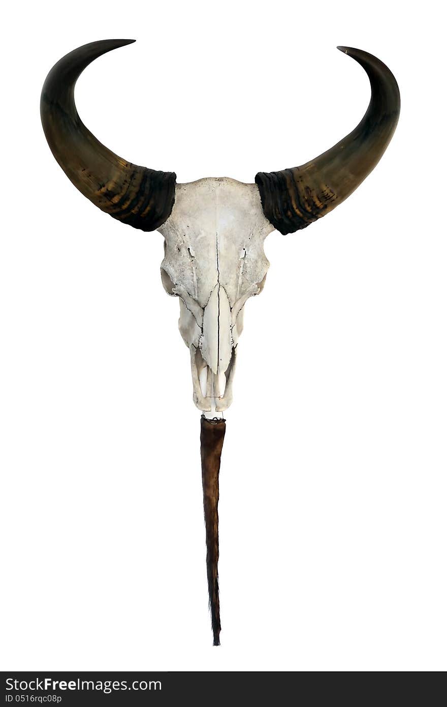 Head skull of bull on white