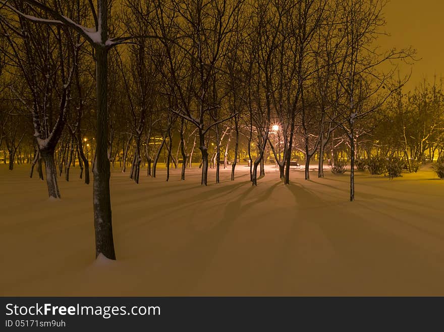 Winter in the park by night