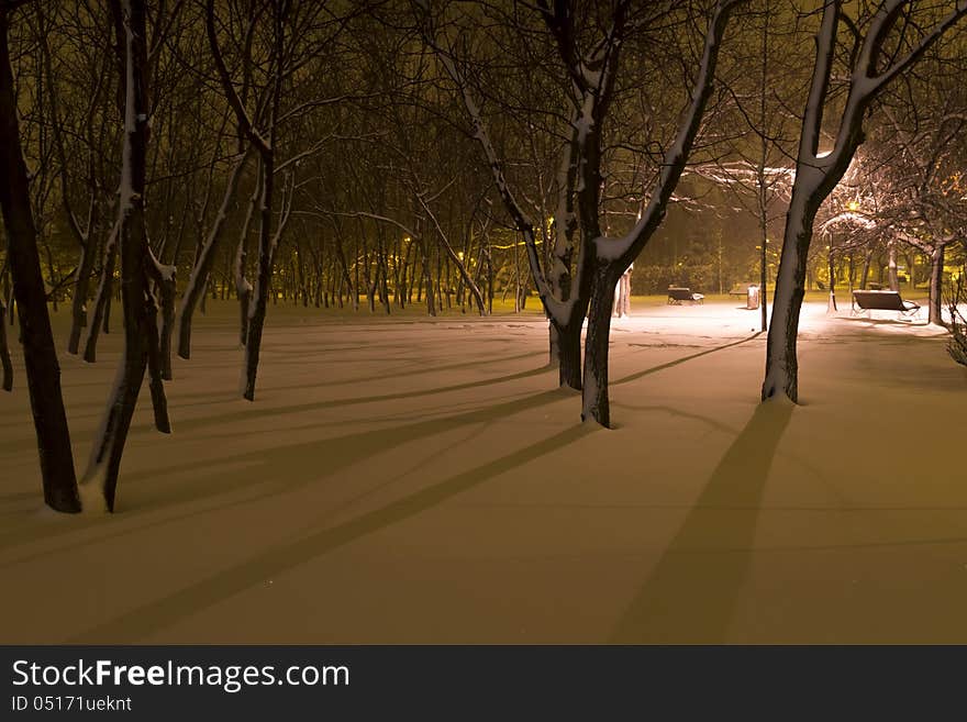 Winter in the park by night. Winter in the park by night