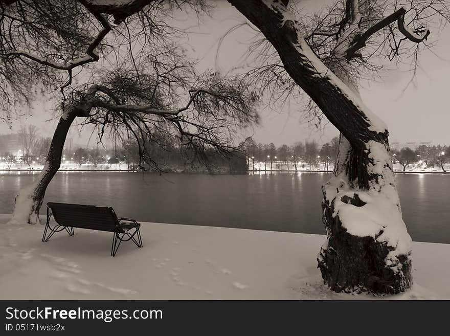 Winter in the park by night. Winter in the park by night