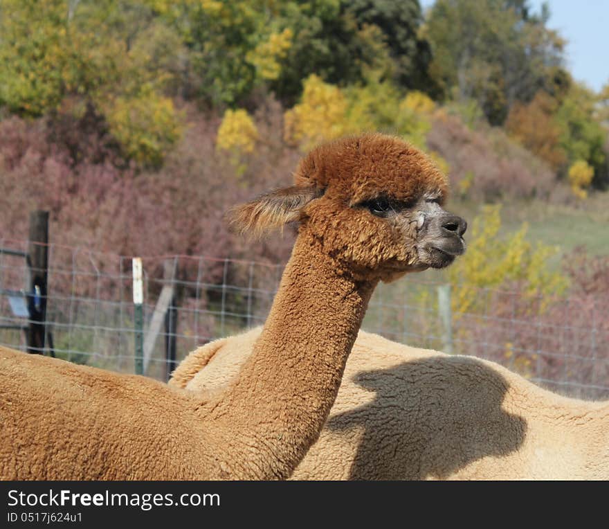 Brown Alpaca in a fall pasture