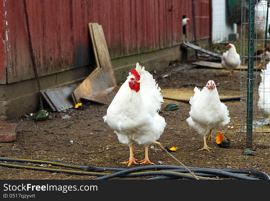 Rooster followed by hens in a barnyard. Rooster followed by hens in a barnyard