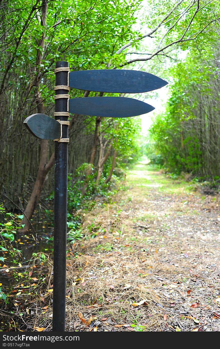 Walkway In Forest