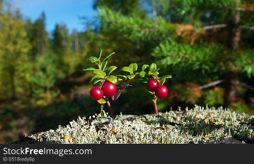 Cowberries In Forest