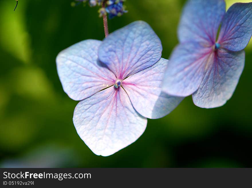 Single flower, single object, flower head, floral pattern, bunch of flowers, beauty in nature, color image, flower bed. Single flower, single object, flower head, floral pattern, bunch of flowers, beauty in nature, color image, flower bed