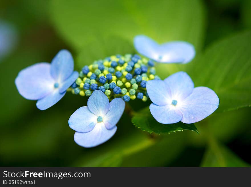 Green and blue, blue color, single flower, single object, flower head, floral pattern, bunch of flowers, beauty in nature, color image, flower bed, outdoors. Green and blue, blue color, single flower, single object, flower head, floral pattern, bunch of flowers, beauty in nature, color image, flower bed, outdoors