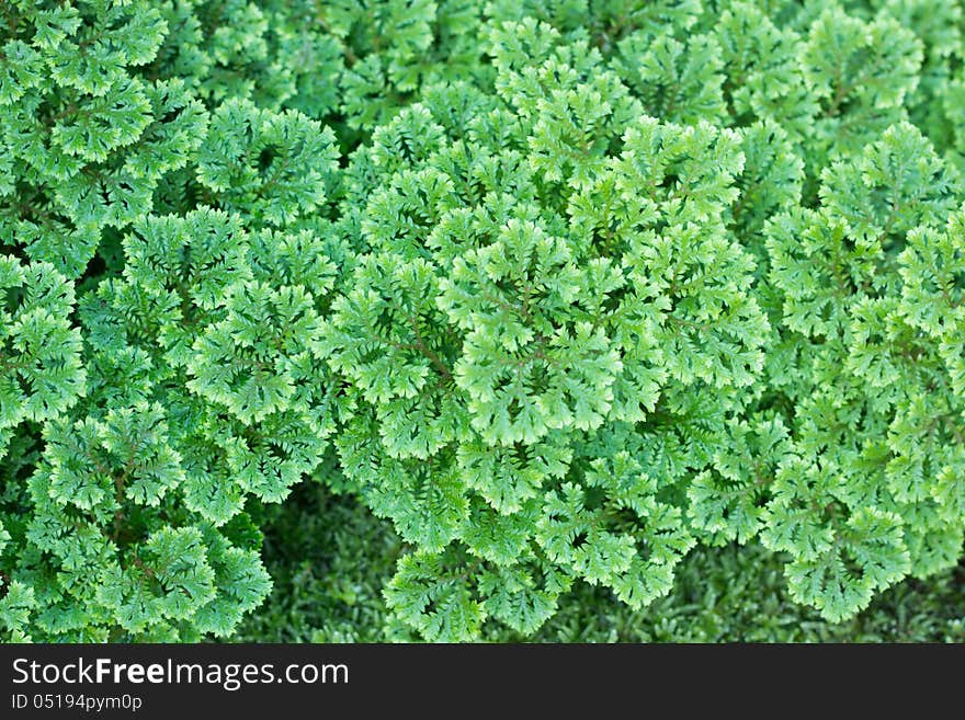 Top view of Selaginella tamariscina (P. Beauv.) Spring. Top view of Selaginella tamariscina (P. Beauv.) Spring