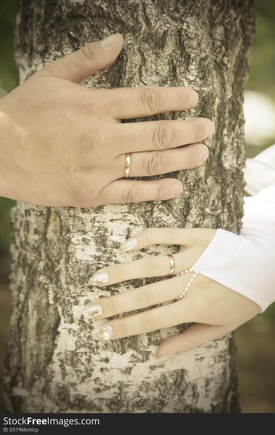 Hands of bride and groom on a tree. Just married.