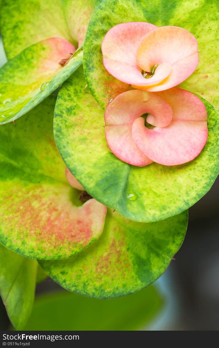 Close up of Euphorbia Milii flowers - Also call Crown of Thorns. Close up of Euphorbia Milii flowers - Also call Crown of Thorns