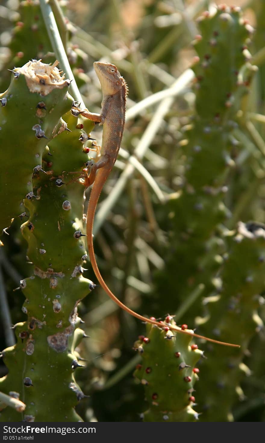 Lizard on a cactus