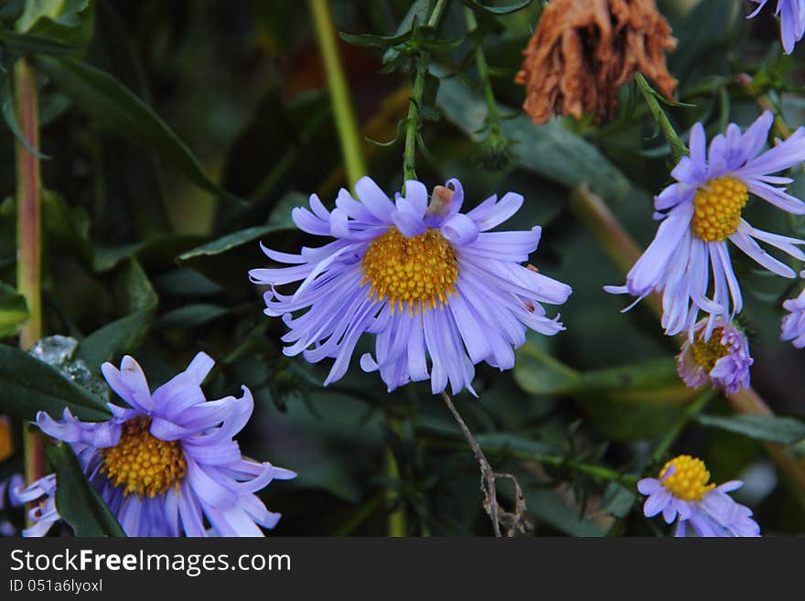 Blossoming flower of an autumn aster. First snow. Winter. Blossoming flower of an autumn aster. First snow. Winter.