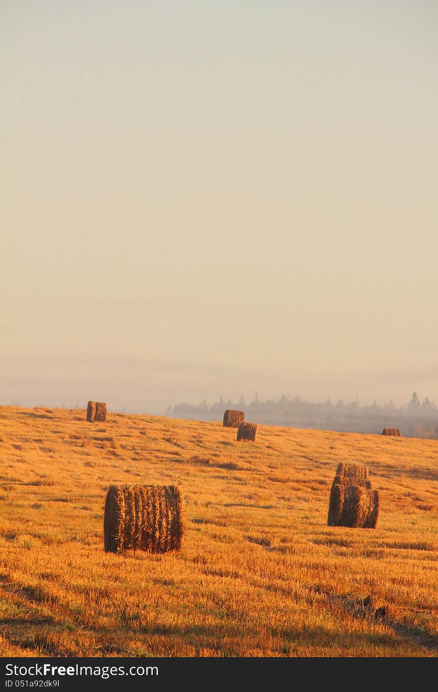 Hay piles on a slanted field shined with the morning sun. Hay piles on a slanted field shined with the morning sun.