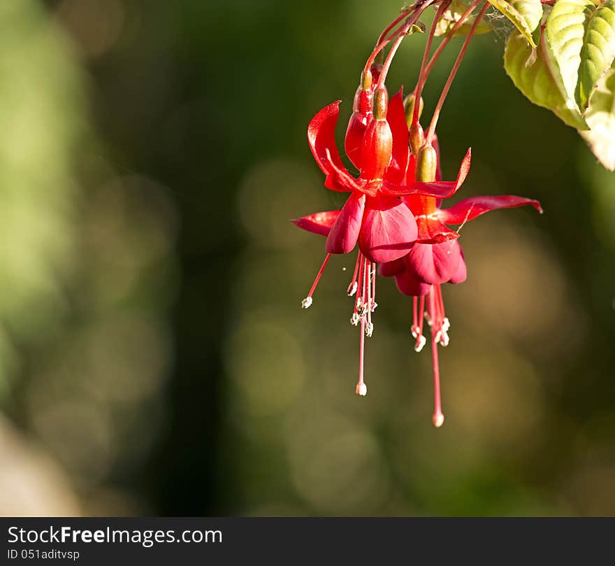 Hanging Fuchsia flower