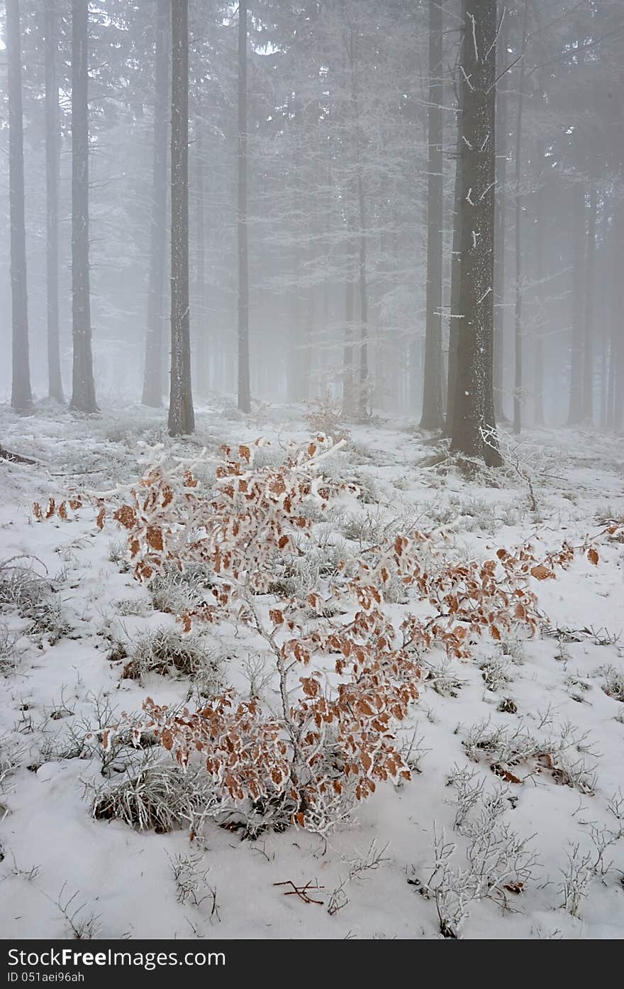 Winter pine forest with fog in the background. Winter pine forest with fog in the background